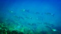 Long group of fish in sea underwater