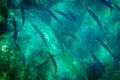 Long group of fish in sea underwater