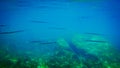 Long group of fish in sea underwater