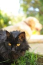 A Long Hair Black Cat Lying On The Grass With A Dog Behind