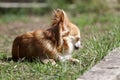 Long hair chihuahua dog. Royalty Free Stock Photo