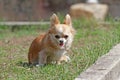 Long hair chihuahua dog. Royalty Free Stock Photo