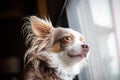 Long hair chihuahua watching through a window. Royalty Free Stock Photo