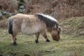 Long hair on the Dartmoor pony Royalty Free Stock Photo