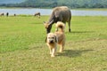 Long hair dog with buffalo herd in green grass field Royalty Free Stock Photo