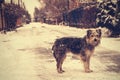 Long hair dog under falling snow standing on a winter empty street, vintage style. Royalty Free Stock Photo