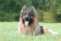 Long hair german shepherd dog