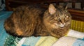 Long hair gray tabby cat laying very calm at home Royalty Free Stock Photo