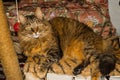 Long hair gray tabby cat laying very calm looking up Royalty Free Stock Photo