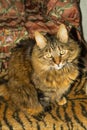 Long hair gray tabby cat looking up very calm Royalty Free Stock Photo