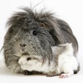 Long Hair Guinea Pig, cavia porcellus against White Background Royalty Free Stock Photo