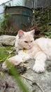 cat playing in the garden Fluffy cat looking to camera ,front view. 18 month old female cat