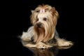 Long hair yorshire terrier lying in a dark studio Royalty Free Stock Photo