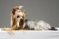 Long hair yorshire terrier lying in a studio