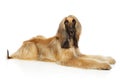 Afghan hound lying down on white background Royalty Free Stock Photo