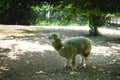 Long-haired alpaca walking in a Russian zoo grazing in the shade of trees.conditions of keeping wild animals in captivity