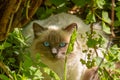 Long Haired Balinese Cat with Blue Eyes in the Garden