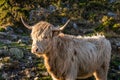 Long haired, beige coloured Scottish Highland cattle