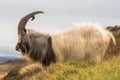 Male feral mountain goat head on with large horns
