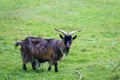 Long-haired black billy goat looking at the camera standing in a green field Royalty Free Stock Photo