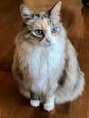 Long haired blue-eyed cat sits on wood floor.