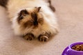 A long haired blue eyed seal point himalayan cat laying on the floor Royalty Free Stock Photo