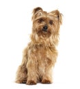 Long haired brown Yorkshire terrier sitting in front and lookind at the camera, isolated on white Royalty Free Stock Photo