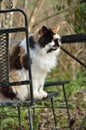 Long haired calico cat in garden