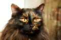 Long Haired Cat Royalty Free Stock Photo