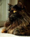 Long Haired Cat Royalty Free Stock Photo