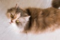 Long-haired cat with ashy-ginger fur looks up