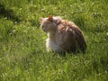 Long haired cat in grass