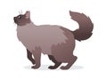Long-haired cat with long fluffy tail icon, pet isolated on white background, domestic animal, vector illustration in