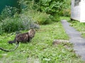 A long-haired cat in the yard of an old wooden house in the village against the backdrop of lush greenery. Royalty Free Stock Photo