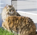 Long haired cats in the garden, siberian brown Royalty Free Stock Photo