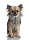 Long-haired Chihuahua, 2 Years Old
