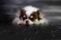 Long haired chihuahua dog closeup portrait isolated on black background Royalty Free Stock Photo