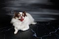 Long haired chihuahua dog closeup portrait isolated on black background Royalty Free Stock Photo