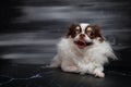 Long haired chihuahua dog closeup portrait isolated on black background Royalty Free Stock Photo