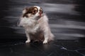 Long haired chihuahua dog closeup portrait isolated on black background Royalty Free Stock Photo