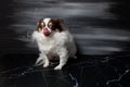 Long haired chihuahua dog closeup portrait isolated on black background Royalty Free Stock Photo