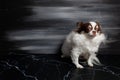 Long haired chihuahua dog closeup portrait isolated on black background Royalty Free Stock Photo