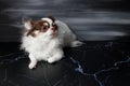 Long haired chihuahua dog closeup portrait isolated on black background Royalty Free Stock Photo