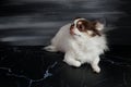 Long haired chihuahua dog closeup portrait isolated on black background Royalty Free Stock Photo