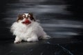 Long haired chihuahua dog closeup portrait isolated on black background Royalty Free Stock Photo