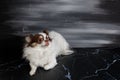 Long haired chihuahua dog closeup portrait isolated on black background Royalty Free Stock Photo