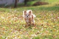 Long haired Chihuahua dog outdoor portrait Royalty Free Stock Photo