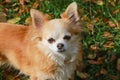 Long haired Chihuahua dog outdoor portrait Royalty Free Stock Photo