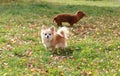 Long haired Chihuahua dog outdoor portrait Royalty Free Stock Photo