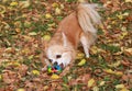 Long haired Chihuahua dog outdoor portrait Royalty Free Stock Photo